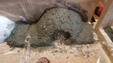 Mehlschwalbennest-Bauanleitung