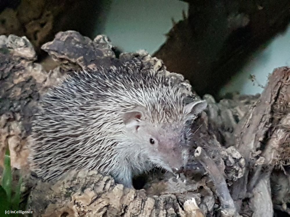 Igel-Tanrek Tenrek ERwachsen
