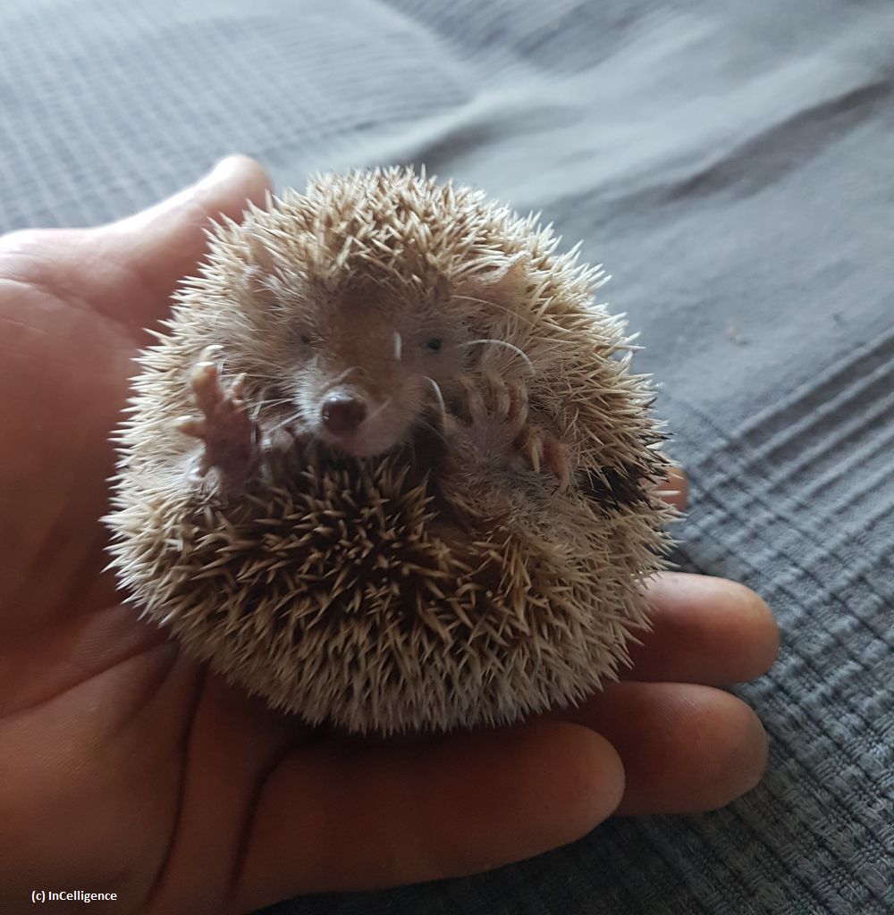 Igel-Tanrek_Tenrek_Kugel_InCelligence