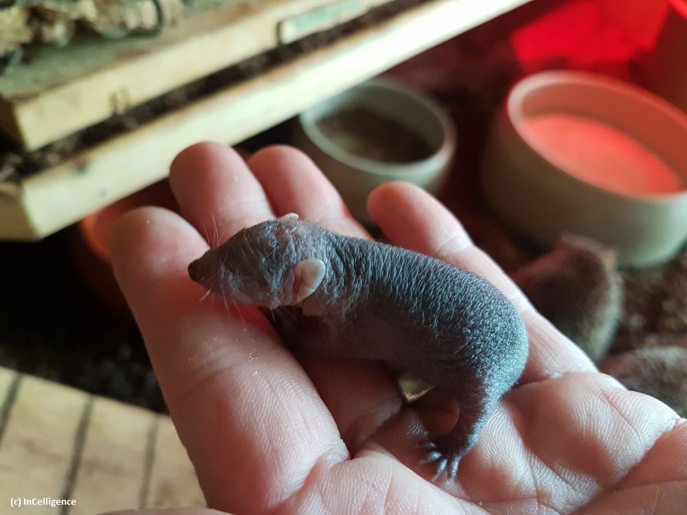 Igel-Tanrek Tenrek offspring Nachwuchs Tag 1