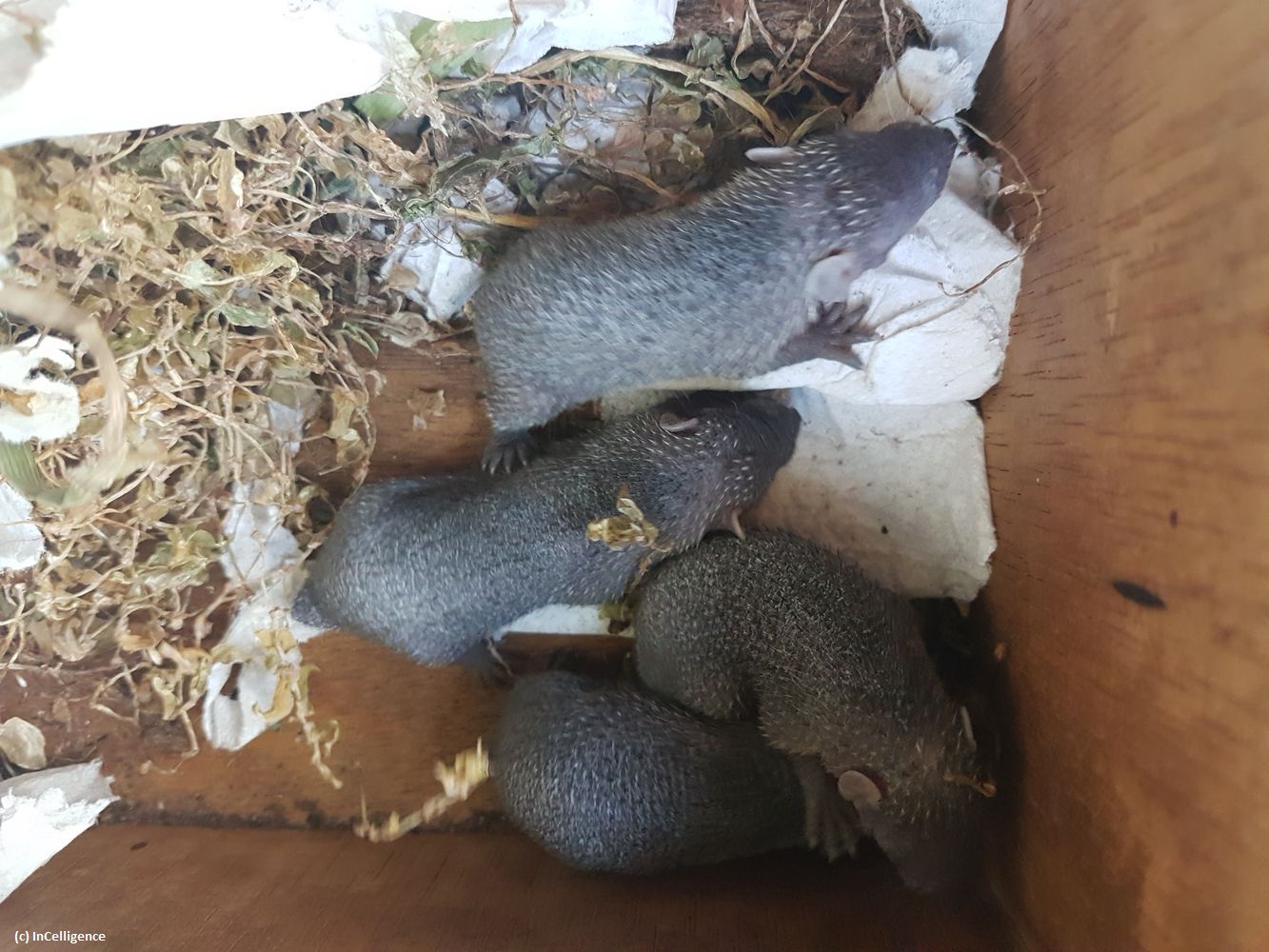 Igel-Tanrek-Tenrek-Tag05