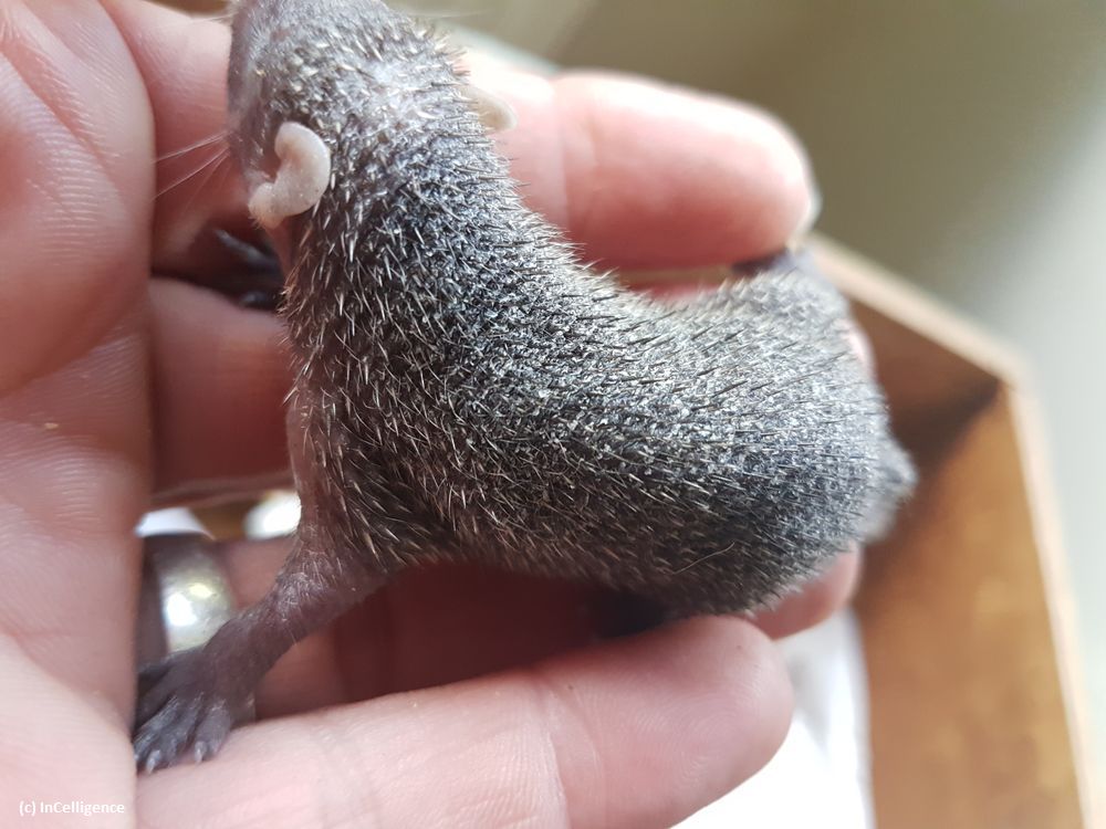 Igel-Tanrek-Tenrek-Tag06