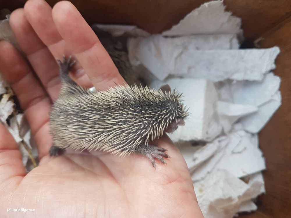 Igel-Tanreks_Tenrek_Nachwuchs_offspring_InCelligence_Tag13
