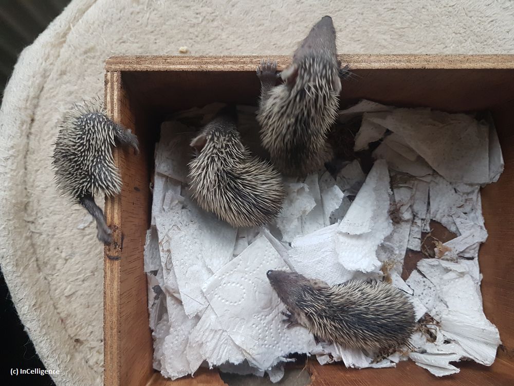 Igel-Tanrek_tenrek_Nachwuchs Tag 17