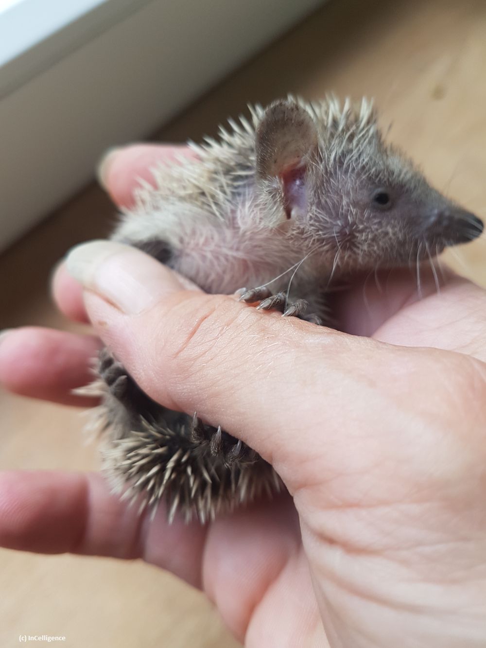 Igel-Tanrek_tenrek_Nachwuchs Tag 26