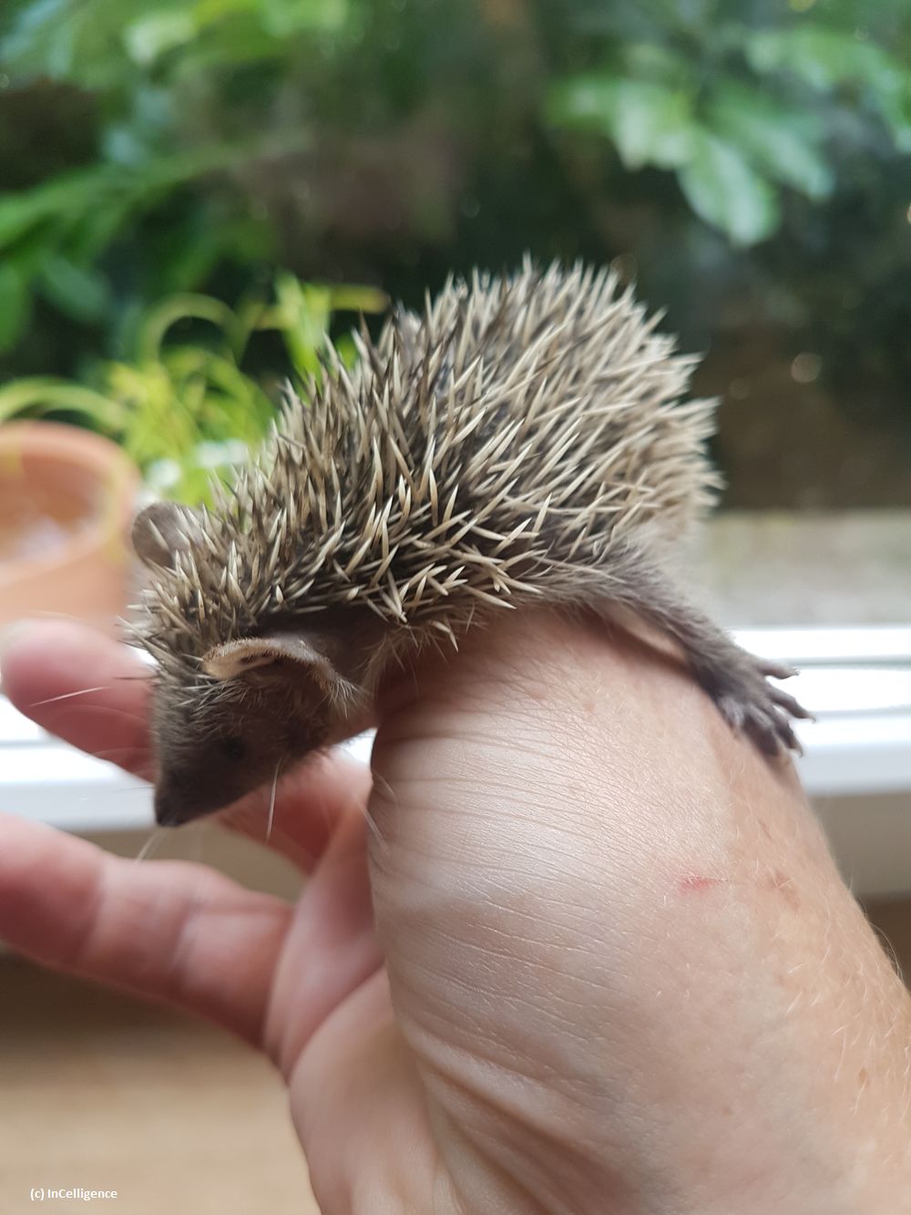 Igel-Tanrek_tenrek_Nachwuchs Tag 26