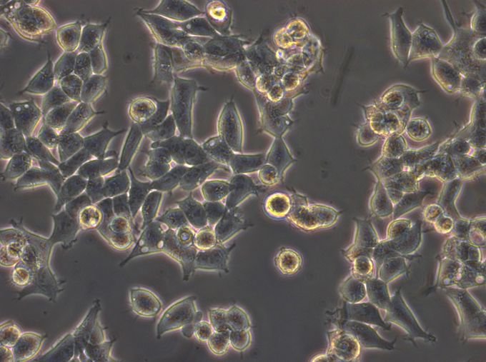 Multiwell Platte Eppendorf