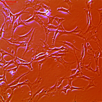 Induzierte pluripotente Stammzellen Basiskurs